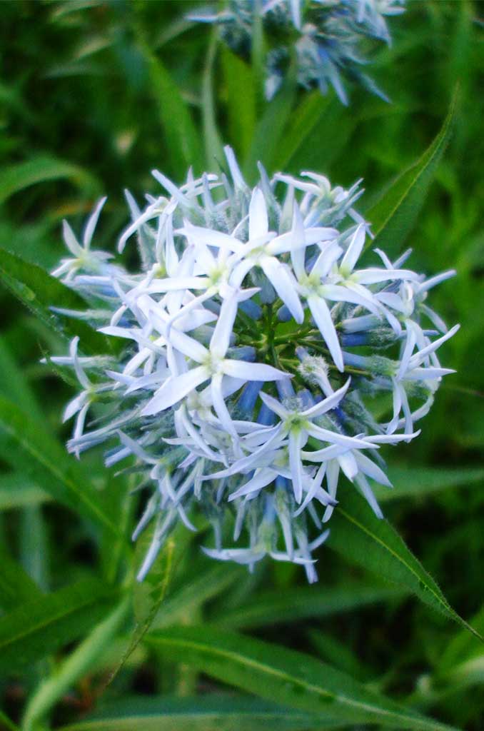 AMSONIA hubrichtii - амсония (1424)